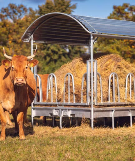 Paśniki dla bydła